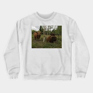 Scottish Highland Cattle Bulls 1461 Crewneck Sweatshirt